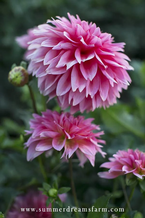 Dahlias by Color - Coral — Dahlia | SummerDreamsFarm